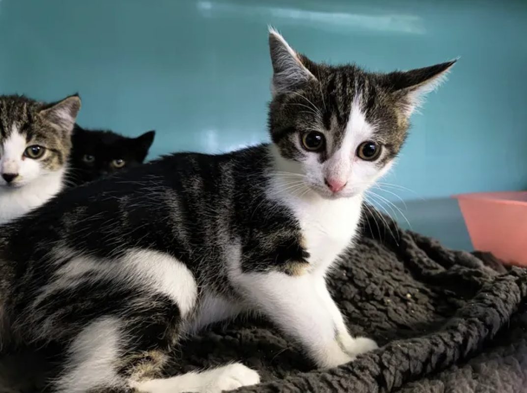 Novo - Chat Européen à adopter - photo 2