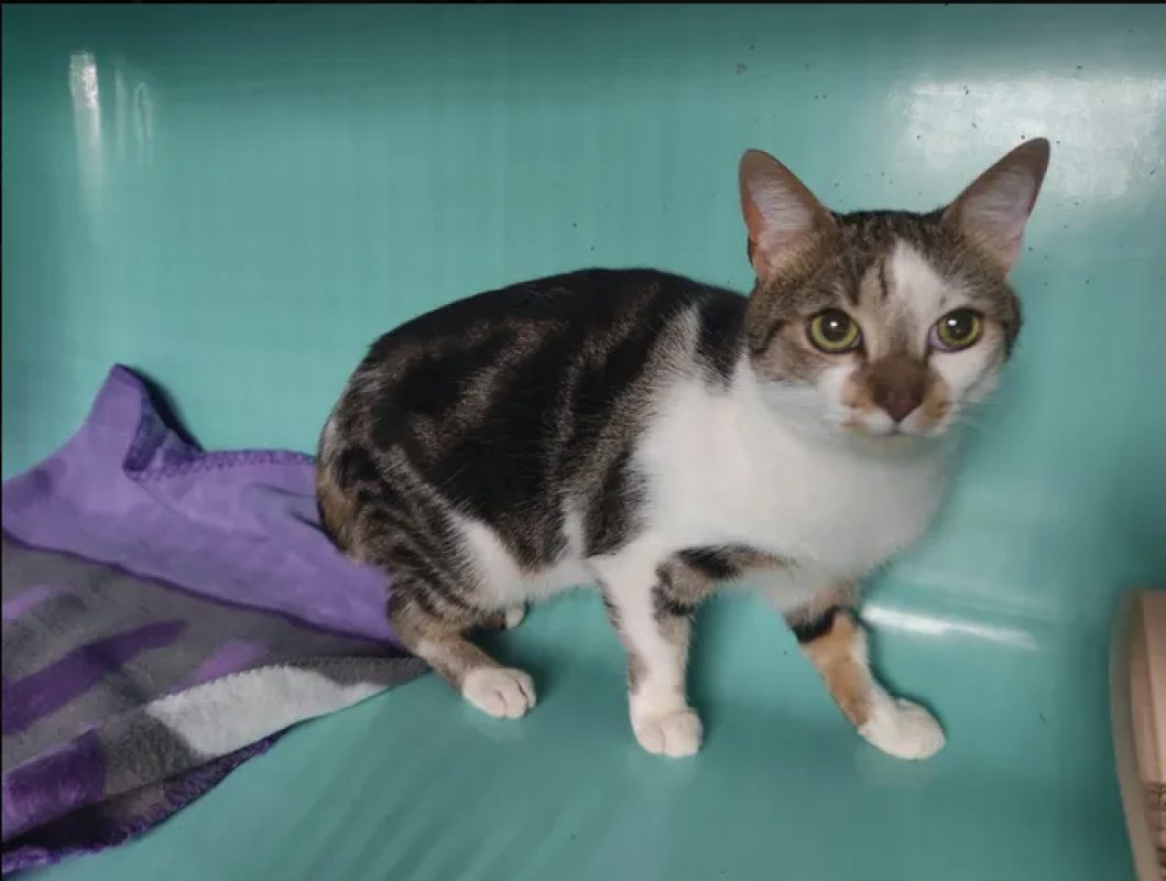 Ford - Chat Européen à adopter