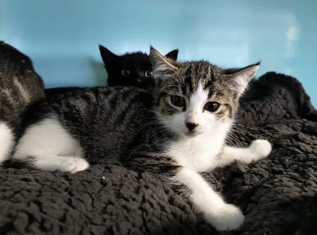 Novita - Chat Européen à adopter