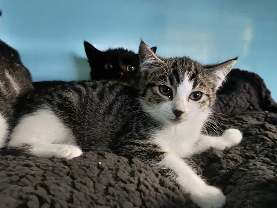 Novita - Chat Européen à adopter - photo 2