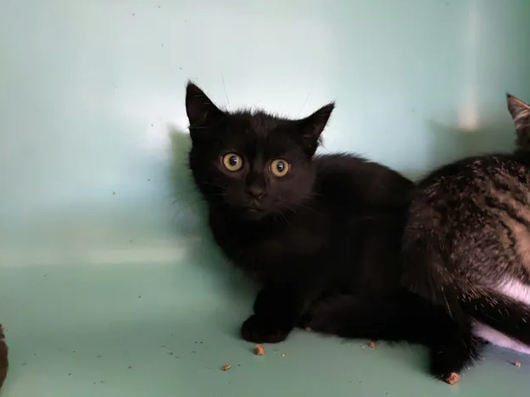 Morgane - Chat Européen à adopter