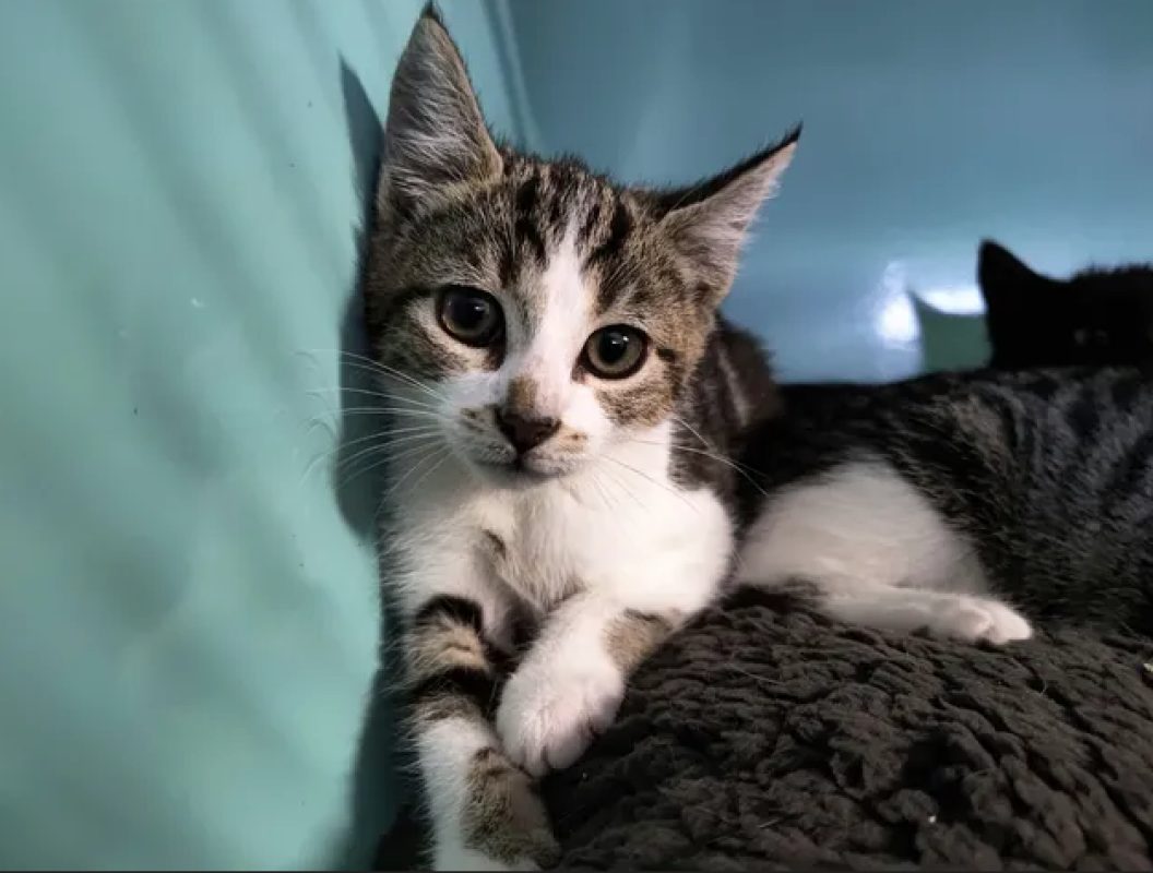 Megane - Chat Européen à adopter