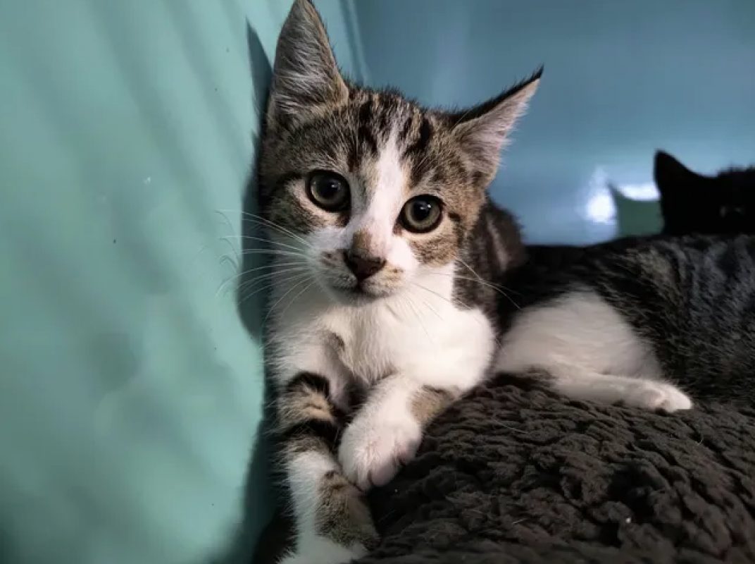 Megane - Chat Européen à adopter - photo 2