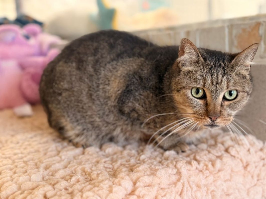Poggles - Chat Européen à adopter