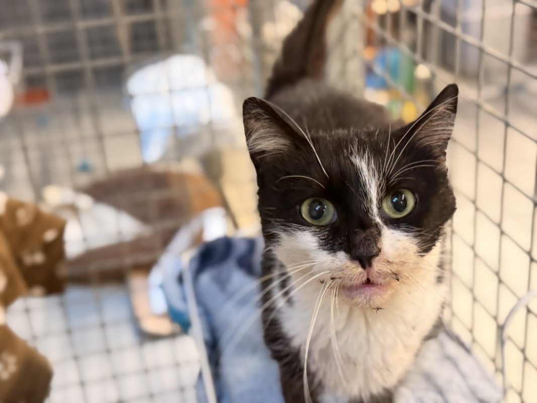 Fuwa - Chat Européen à adopter