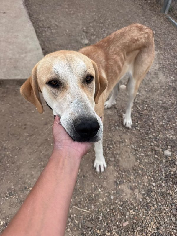JULIETA - Chien à adopter - photo 2
