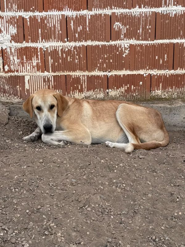 JULIETA - Chien à adopter
