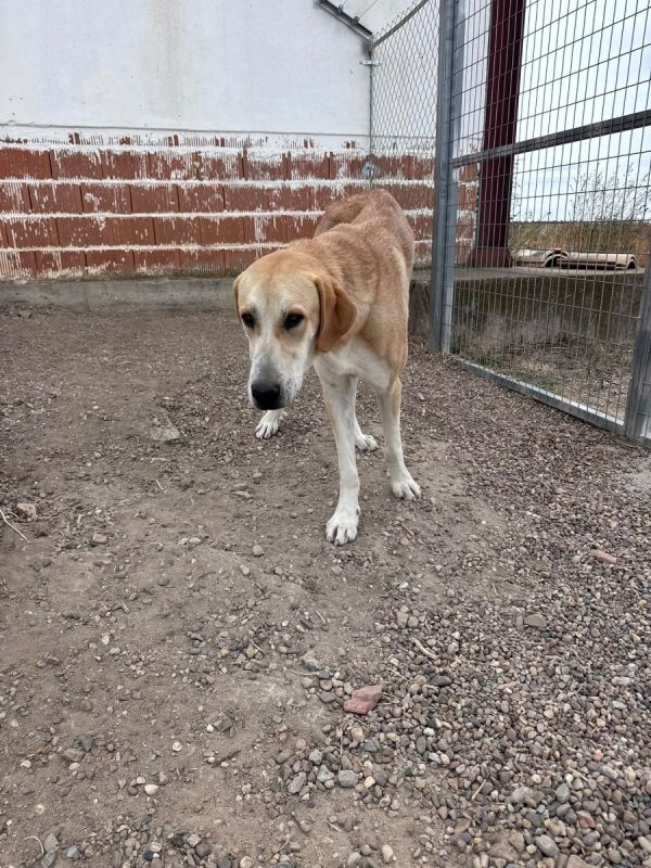 JULIETA - Chien à adopter - photo 4
