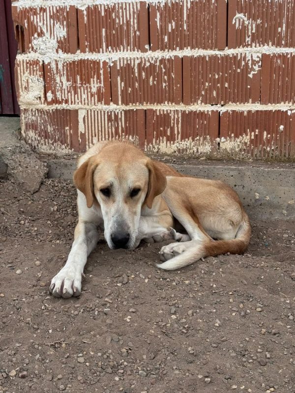 JULIETA - Chien à adopter - photo 5
