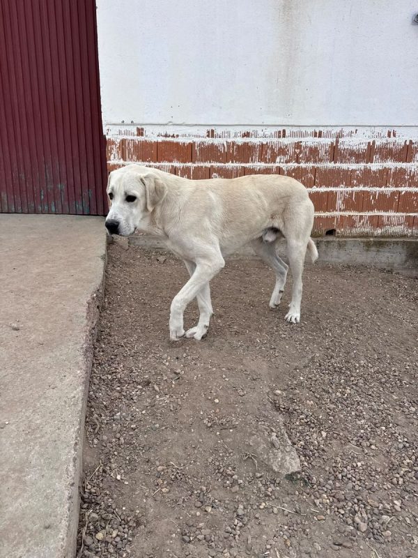 ROMÉO - Chien à adopter - photo 3