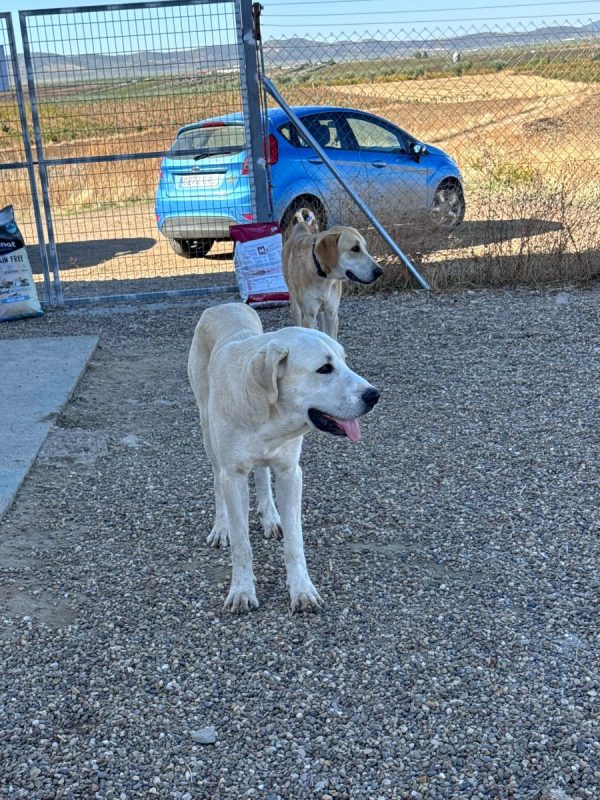 ROMÉO - Chien à adopter - photo 4