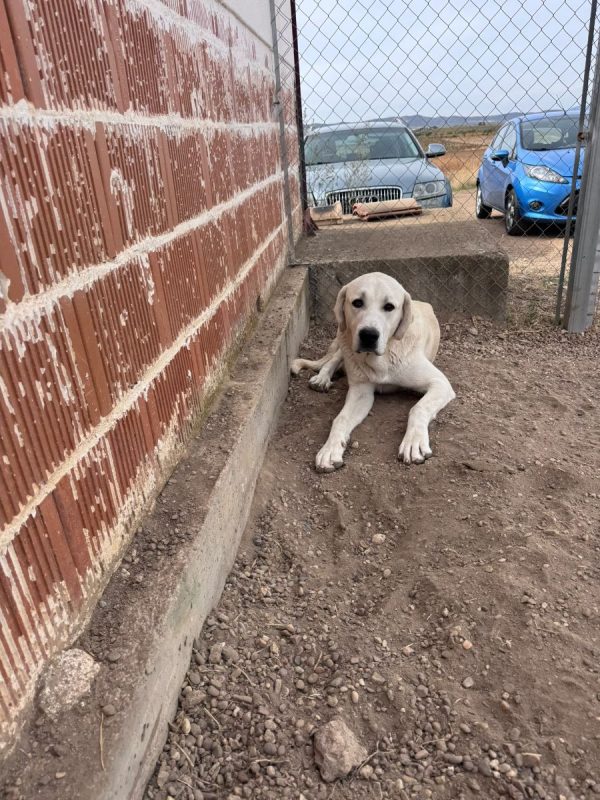 ROMÉO - Chien à adopter - photo 5