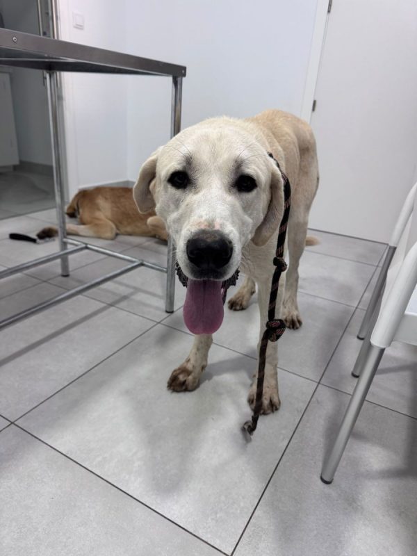ROMÉO - Chien à adopter
