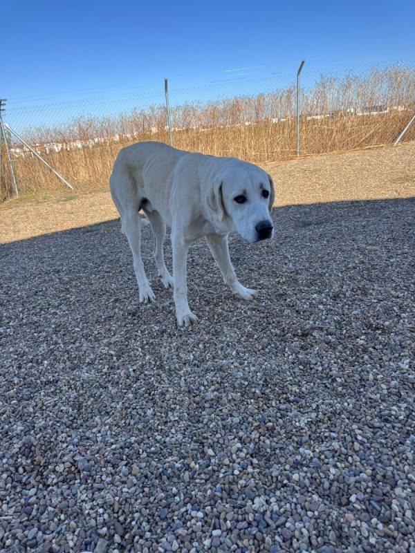 ROMÉO - Chien à adopter - photo 2