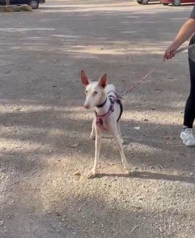 ZOÉ - Chien à adopter