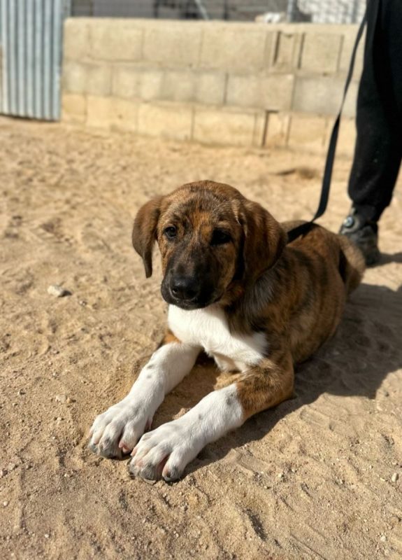 NAMIBIA - Chien à adopter - photo 2