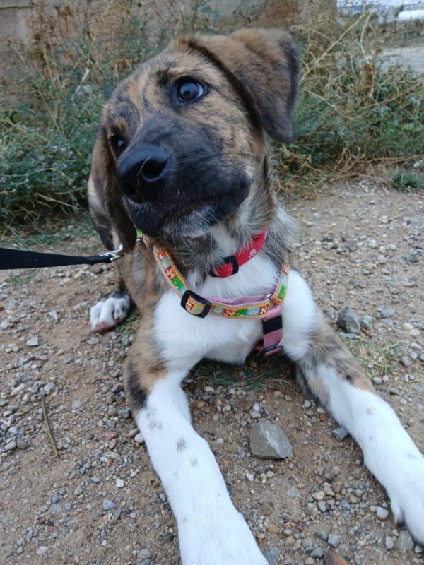 NAMIBIA - Chien à adopter