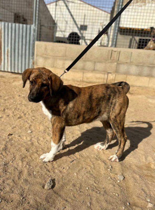 NAMIBIA - Chien à adopter - photo 3
