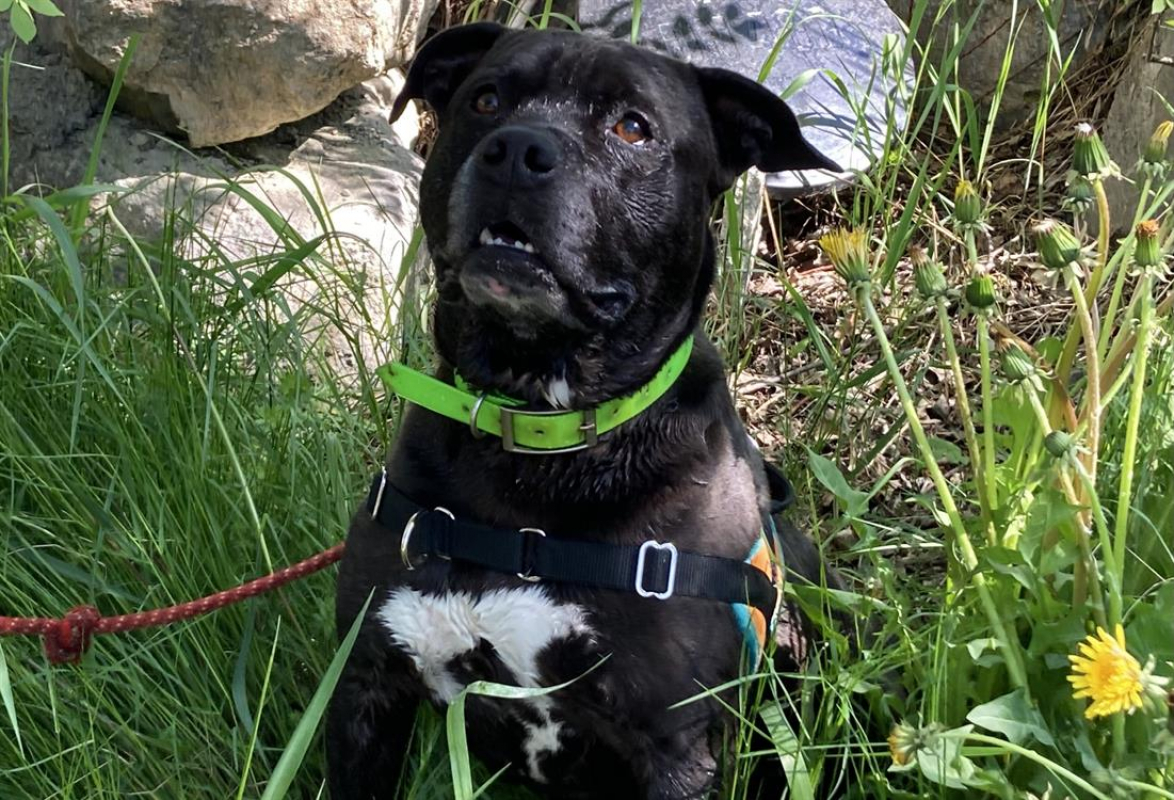 Photo #2 de Gizmo cn