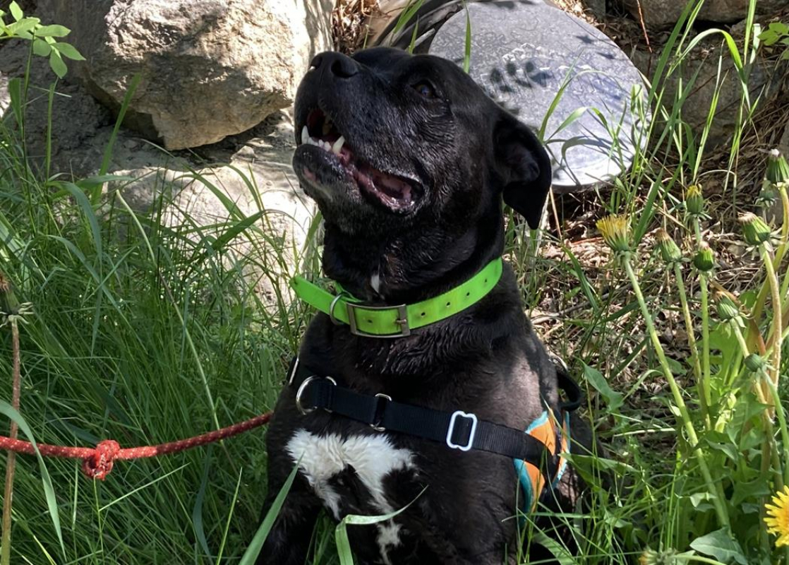 Photo #3 de Gizmo cn