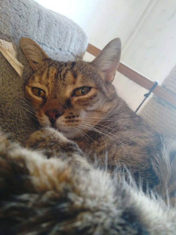Missouri - Chat à adopter