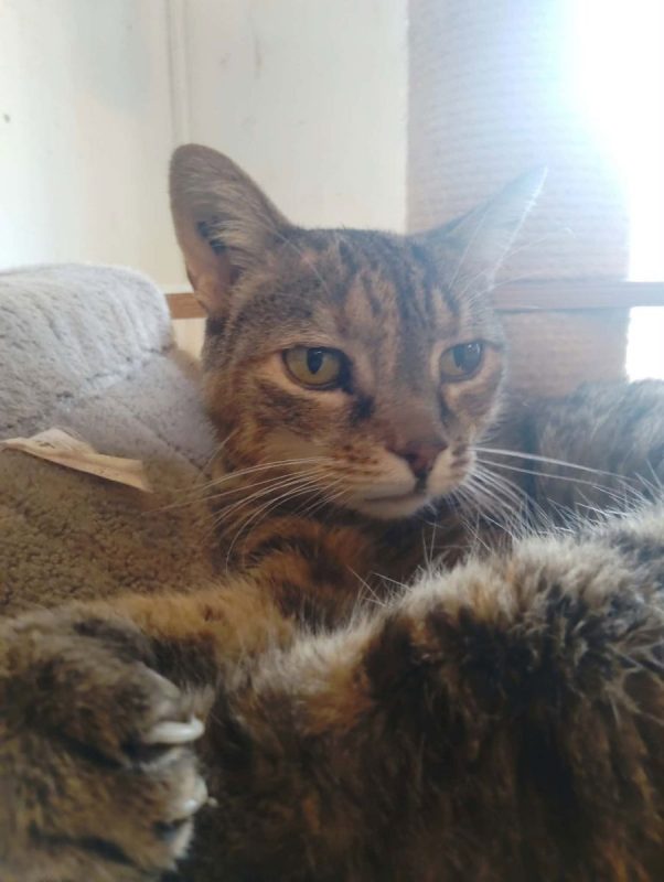 Missouri - Chat à adopter - photo 2