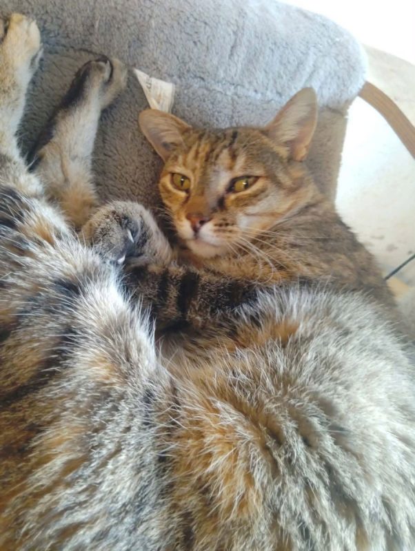 Missouri - Chat à adopter - photo 3