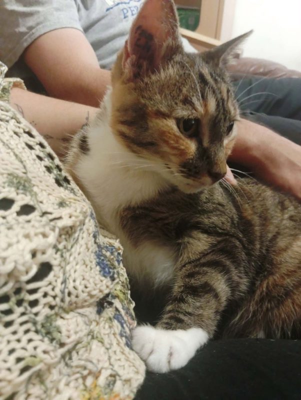 Gigi - Chat à adopter - photo 4