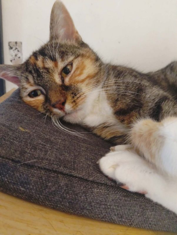 Gigi - Chat à adopter