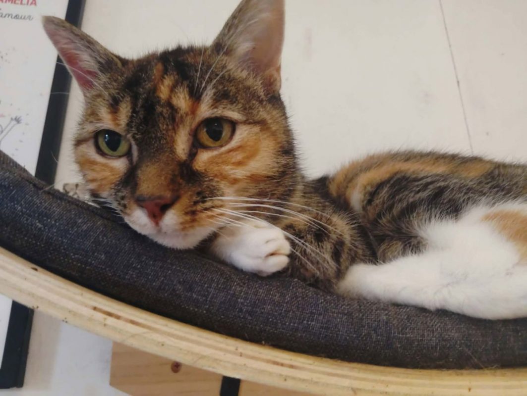 Gigi - Chat à adopter - photo 2