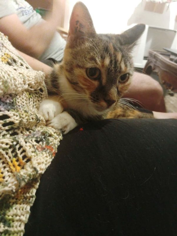 Gigi - Chat à adopter - photo 3