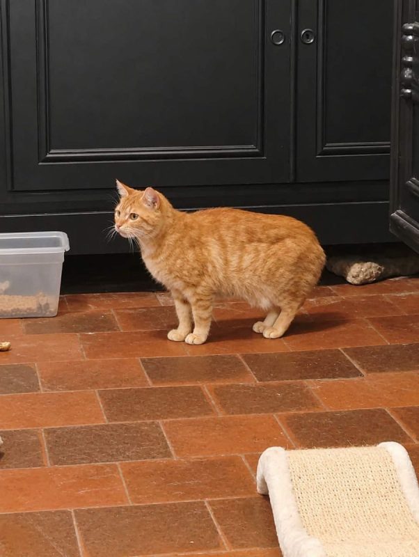 Butternut - Chat Européen à adopter