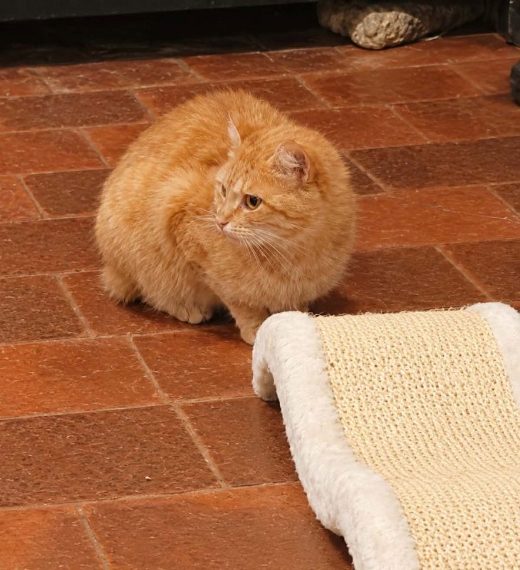 Butternut - Chat Européen à adopter - photo 2
