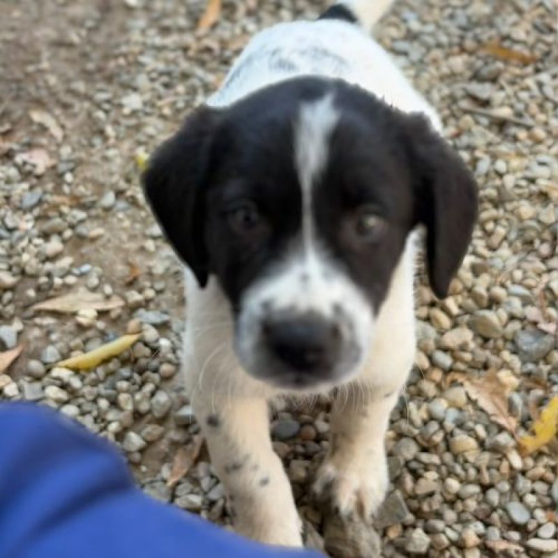 SIMONE - Chien à adopter - photo 2