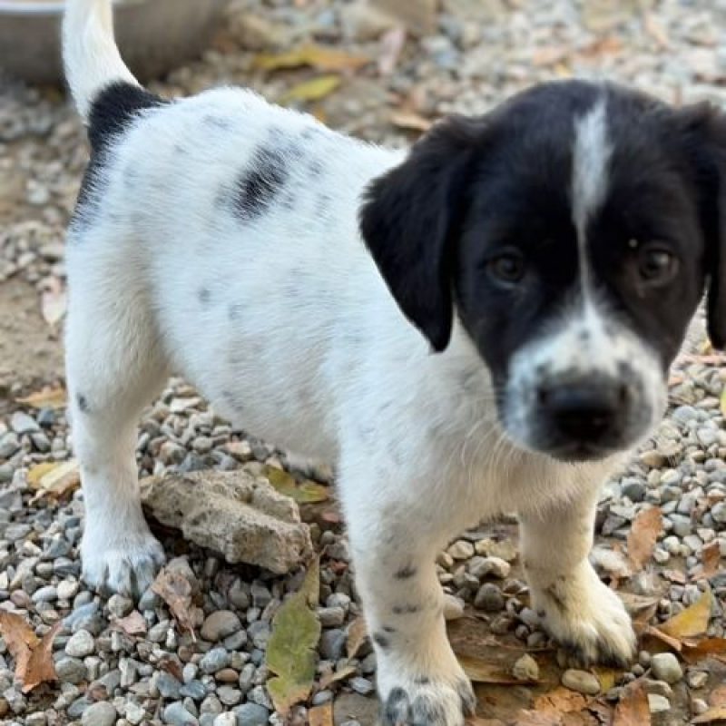 SIMONE - Chien à adopter - photo 3