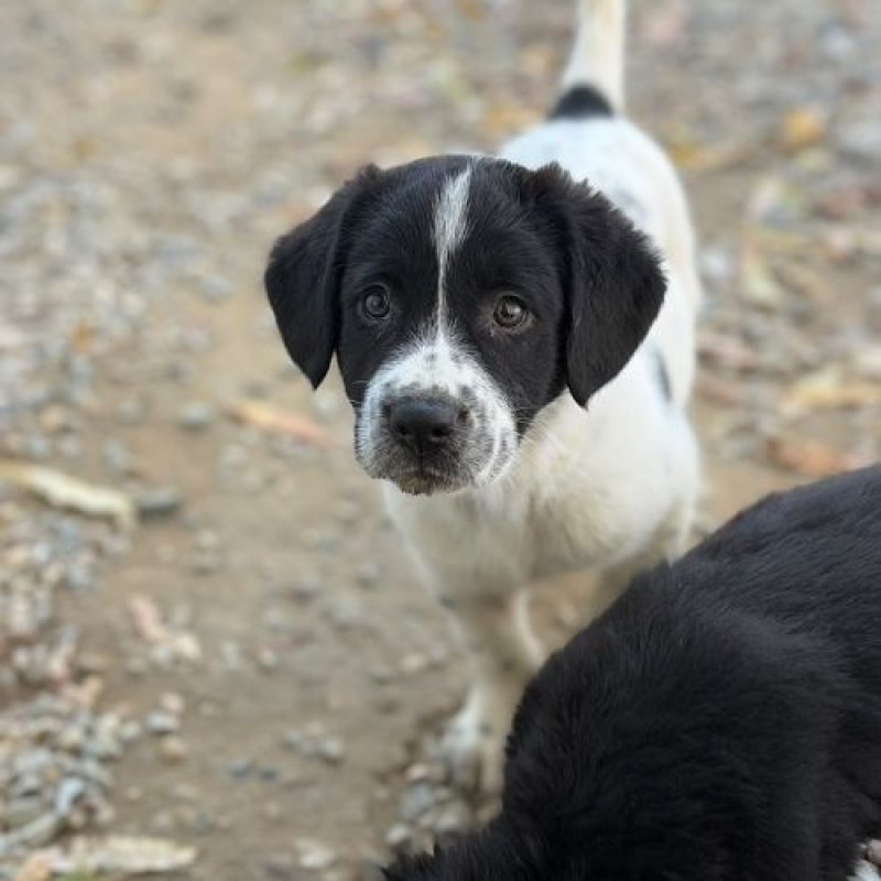 SIMONE - Chien à adopter