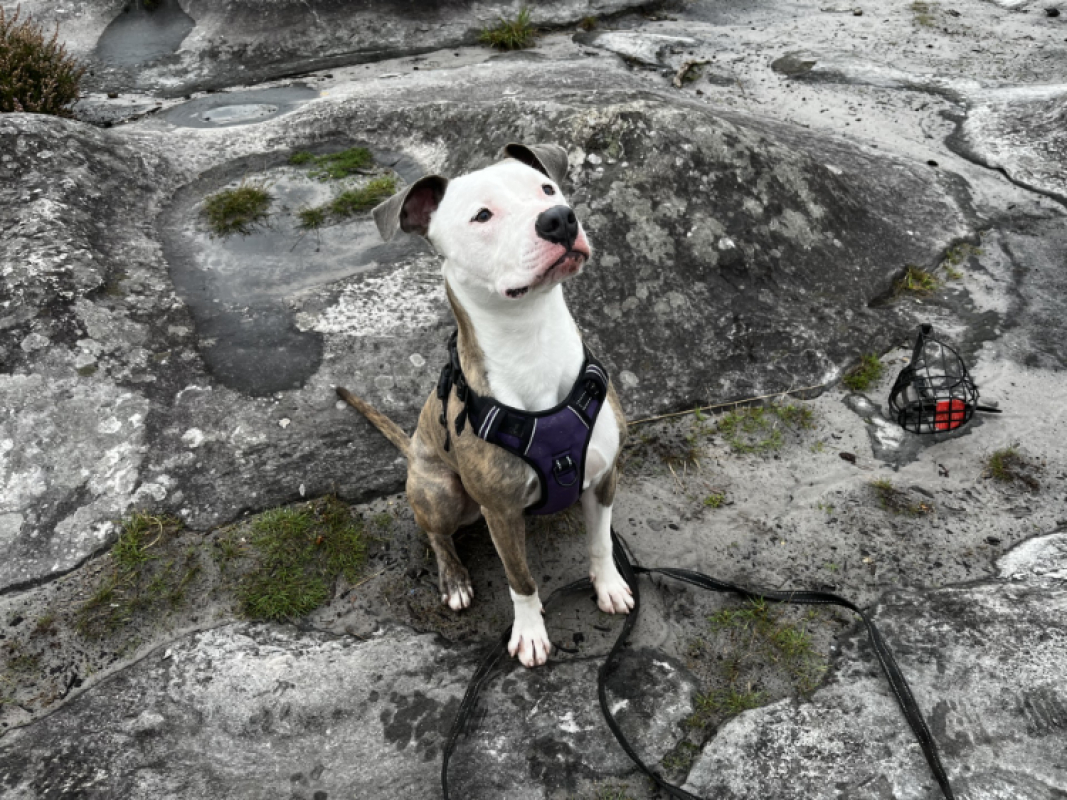 Photo #2 de Chamallow