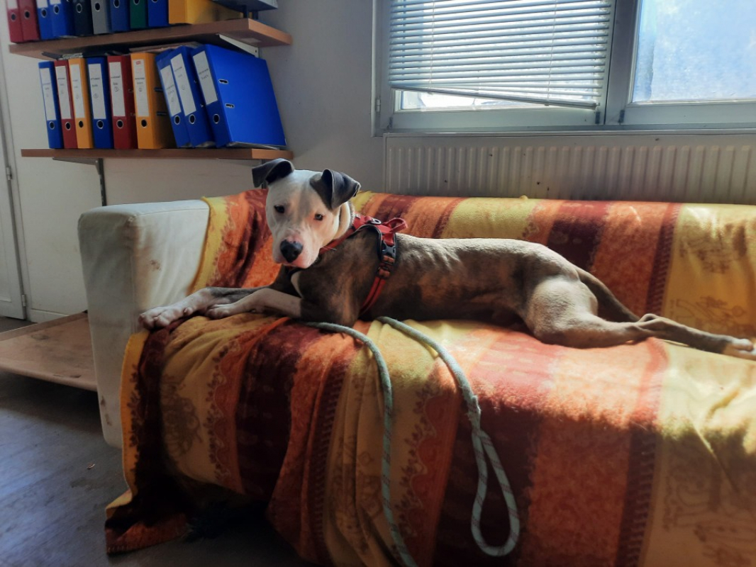 Photo #3 de Chamallow