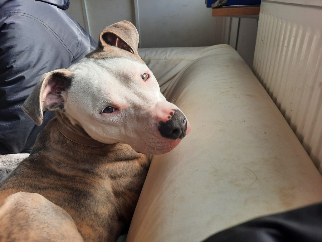 Photo #4 de Chamallow