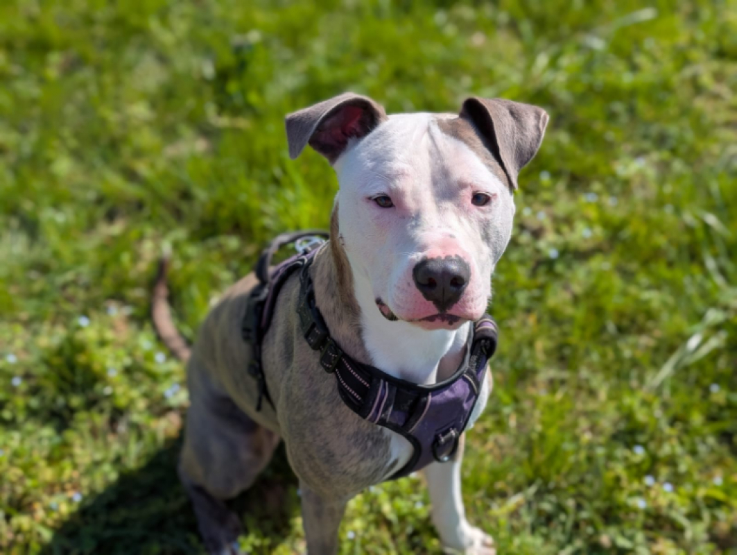 Photo #5 de Chamallow