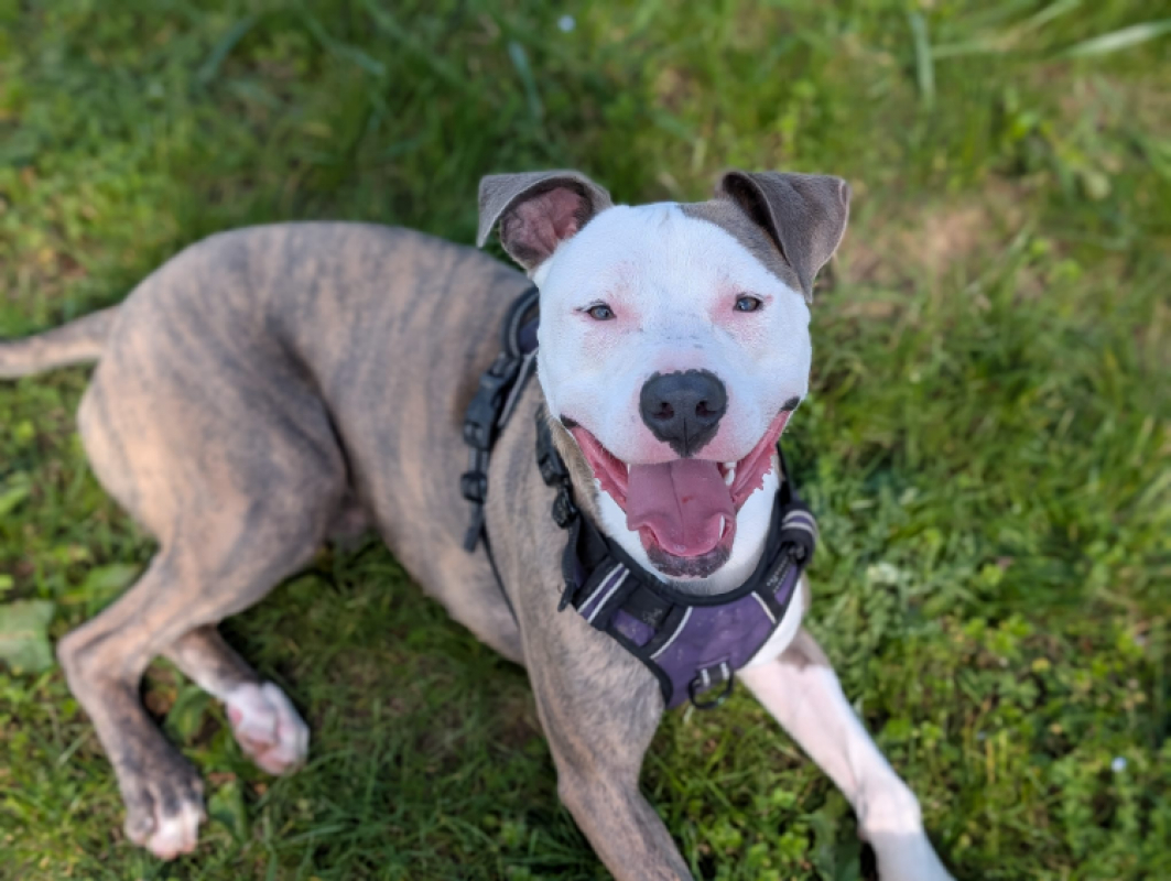 Photo #6 de Chamallow