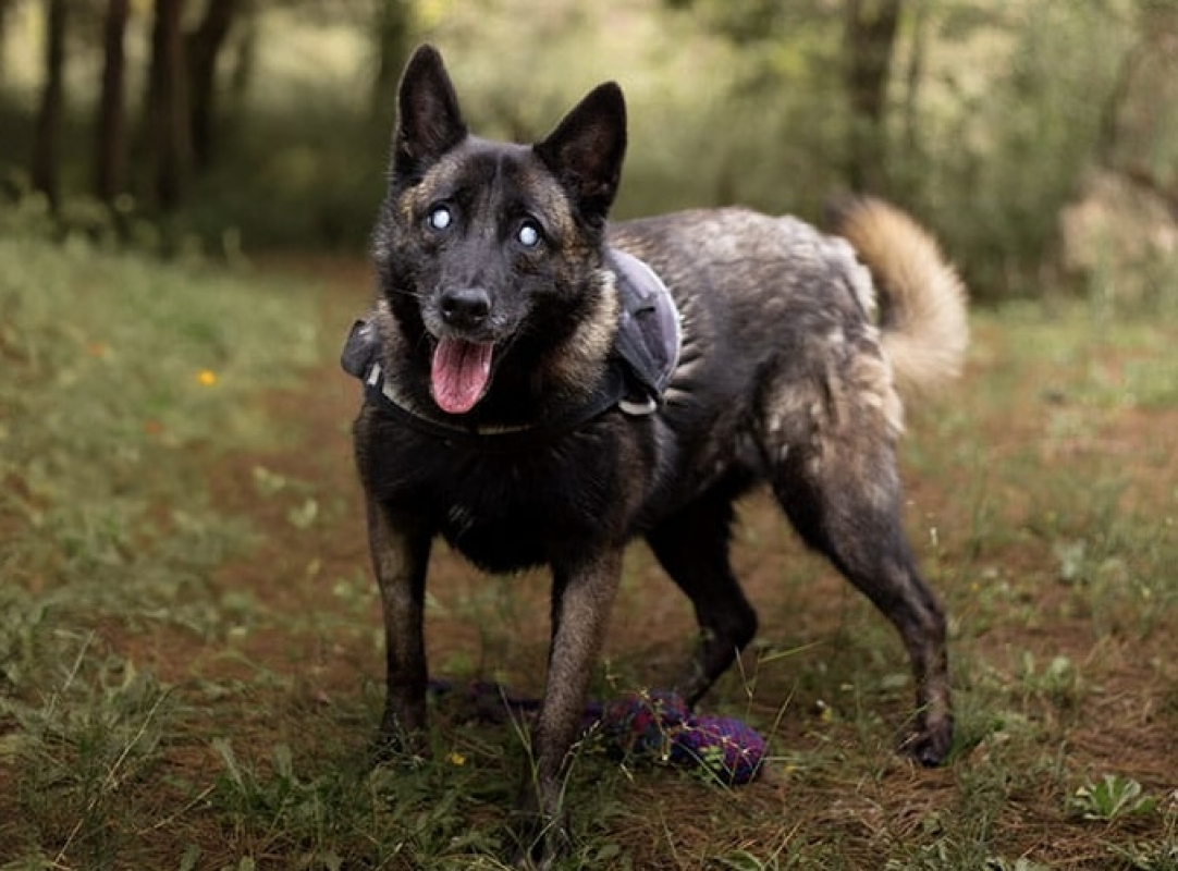 Photo #2 de Bougnette