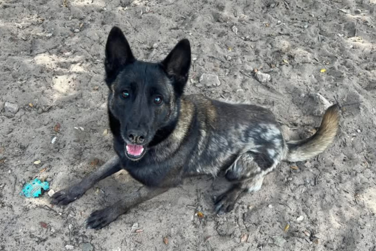 Photo #3 de Bougnette