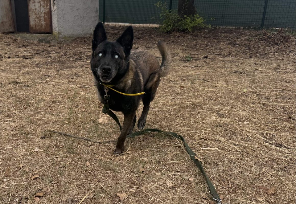 Bougnette - Chien Berger Belge Malinois à adopter