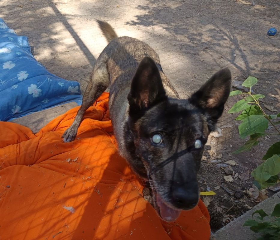 Bougnette - Chien Berger Belge Malinois à adopter - photo 2