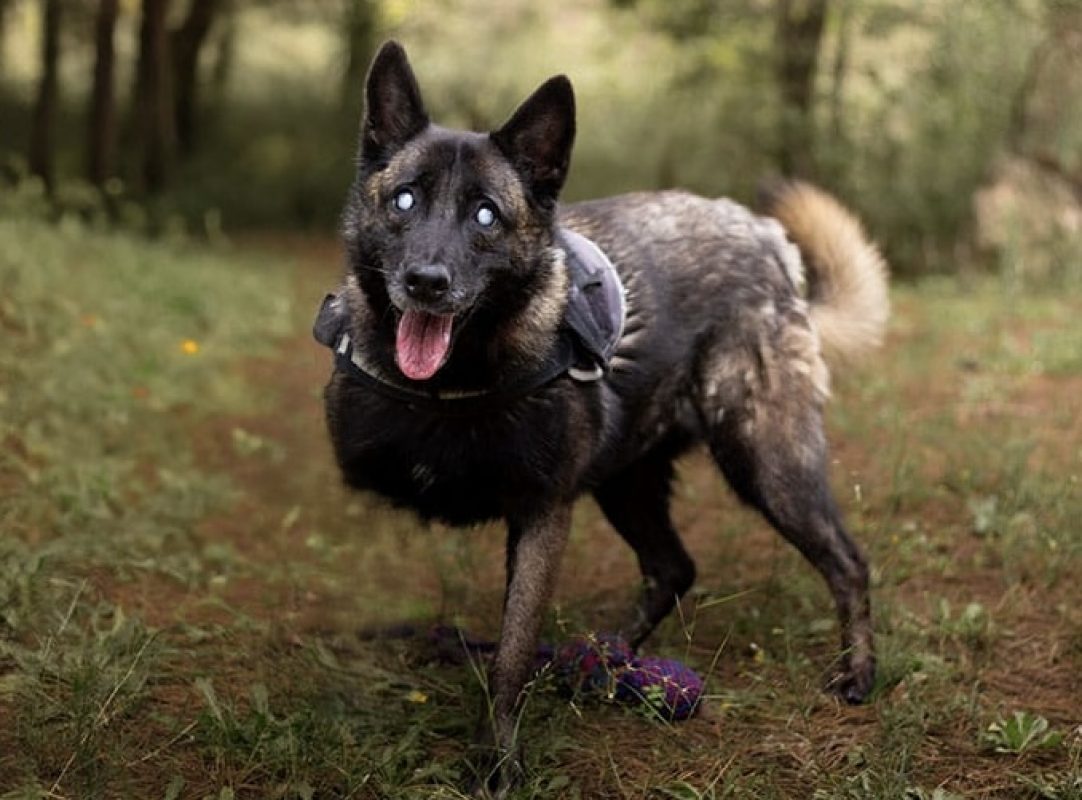 Bougnette - Chien Berger Belge Malinois à adopter - photo 3