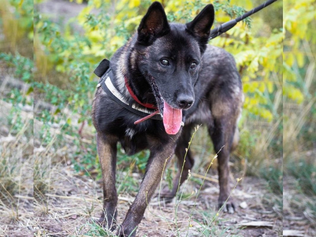 Bougnette - Chien Berger Belge Malinois à adopter - photo 4