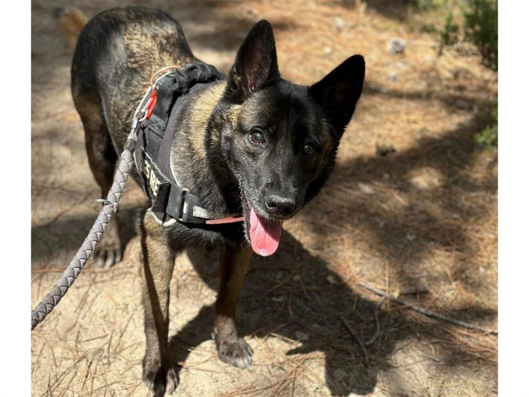 Bougnette - Chien Berger Belge Malinois à adopter - photo 5