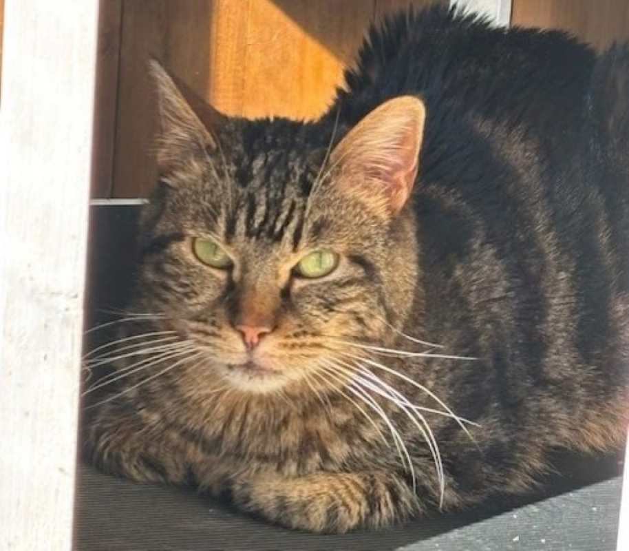 Photo #2 de Tigresse