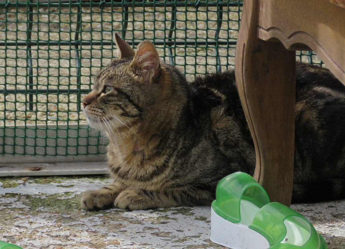 Photo #3 de Tigresse